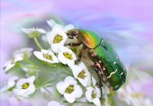 cetonia dorata