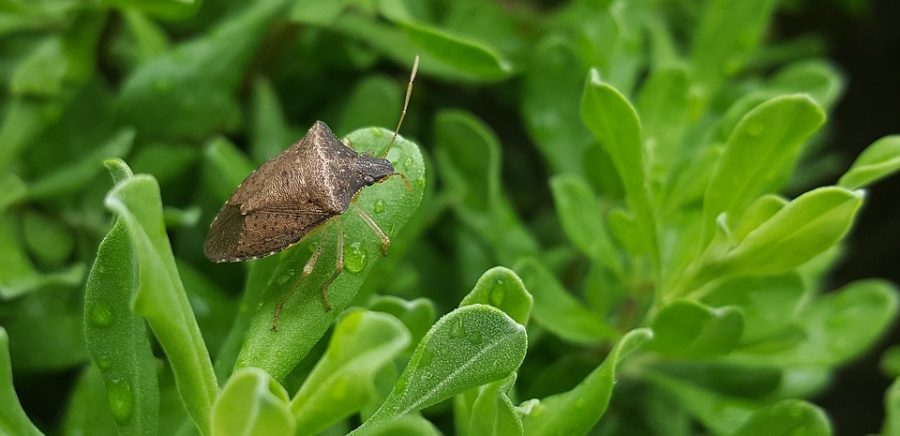 cimice verde