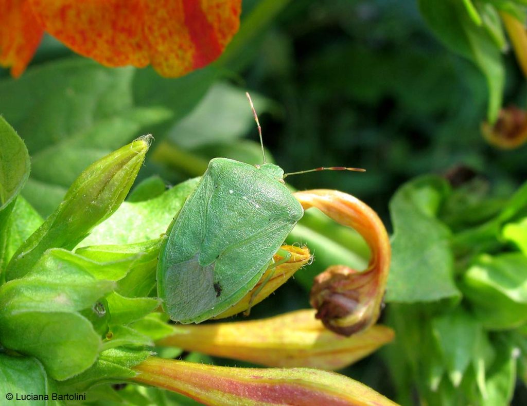 cimice verde
