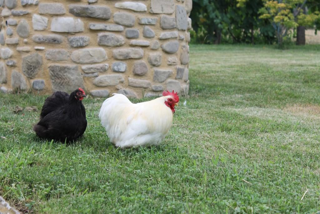 come si alleva la gallina cocincina