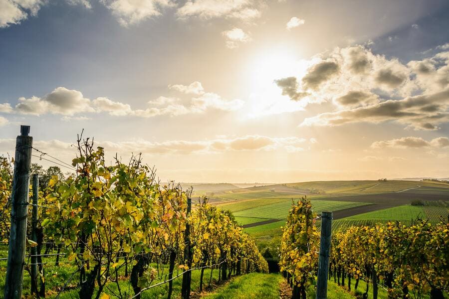 concimare il vigneto