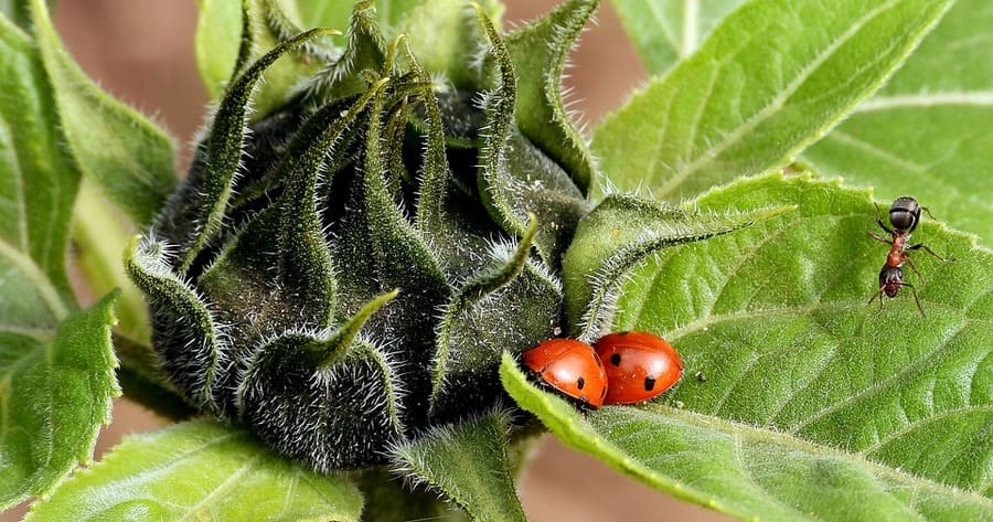 éliminer les fourmis