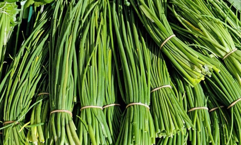 erba cipollina in orto