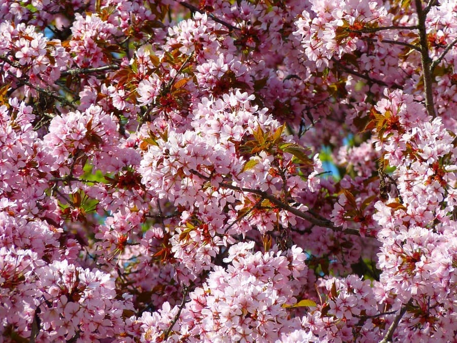 fiori mirabolano
