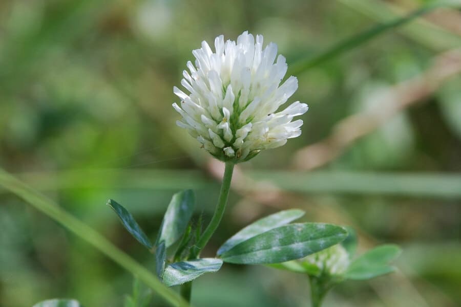 foraggere
