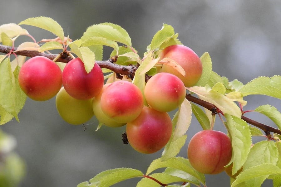 frutti mirabolano