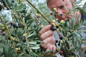 lebbra olive