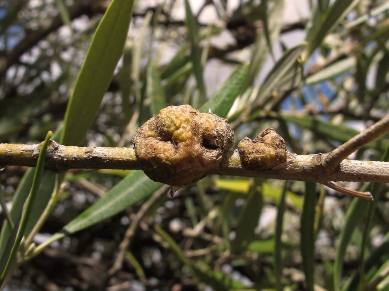 Prevenire e curare la rogna dell'olivo