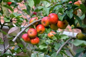 pomacee