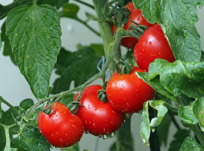 potatura dei pomodori