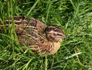 quaglie