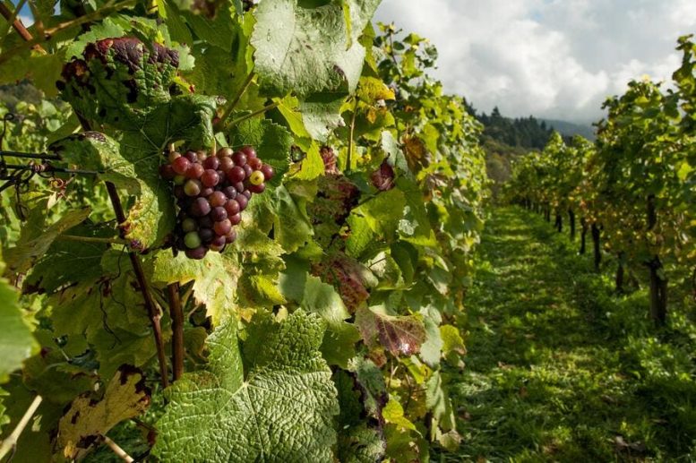 vigneti