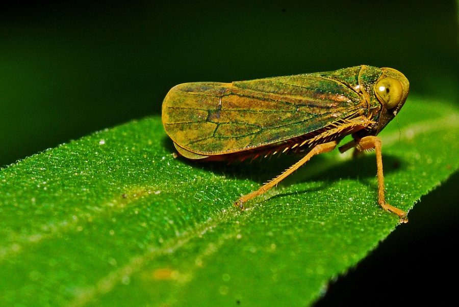 insetto cicalina
