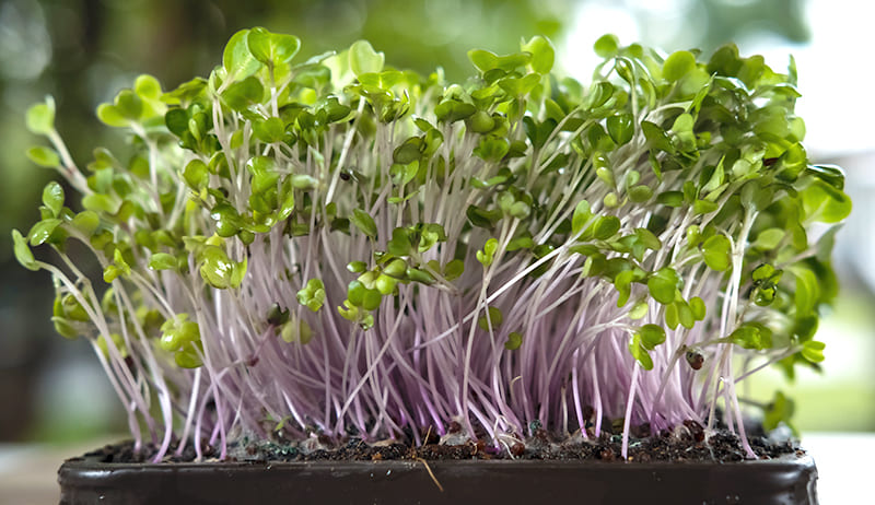 microgreen italia