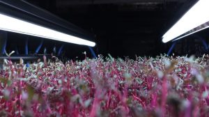 microgreens