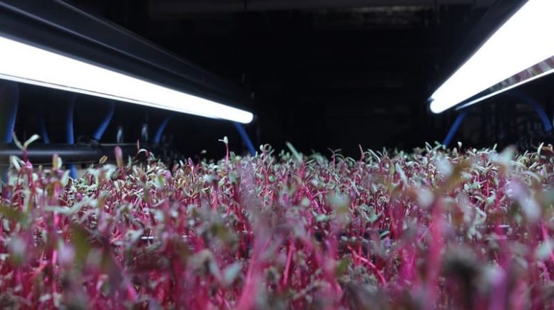 microgreens