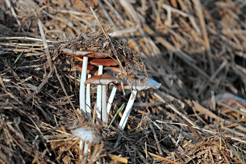 fertilizzanti potassici
