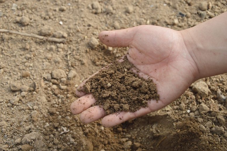 fertilizzanti potassici
