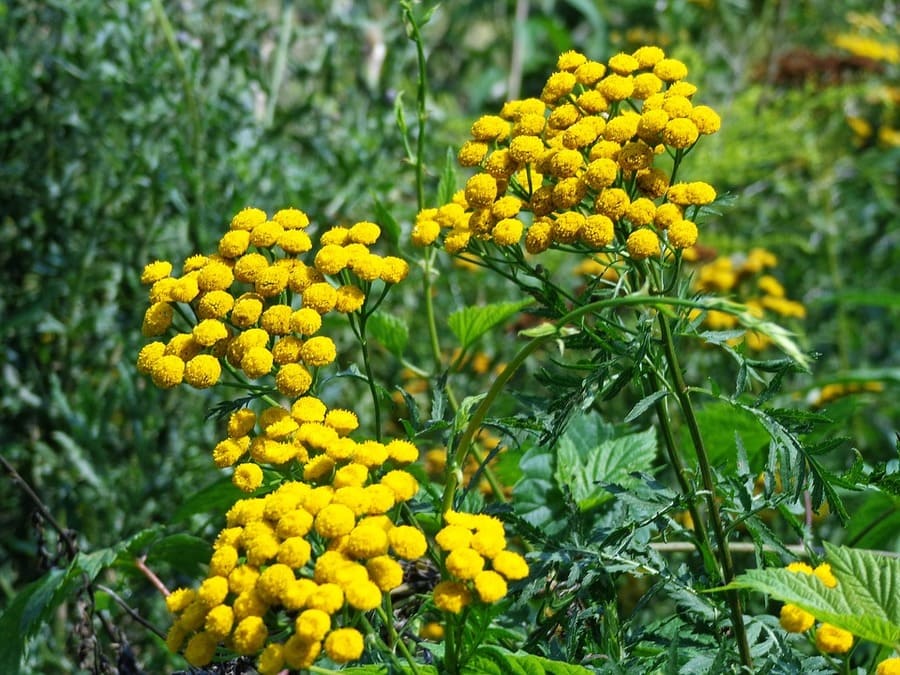 tanaceto