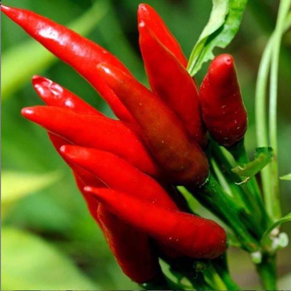 peperoncino comune malattie e parassiti