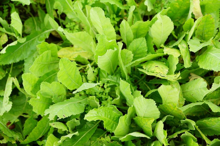 Come coltivare l'erba di San Pietro: tecnica e accorgimenti