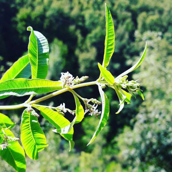 Lippia citrodora