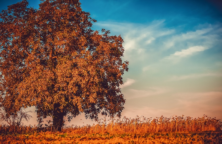 albero di noce