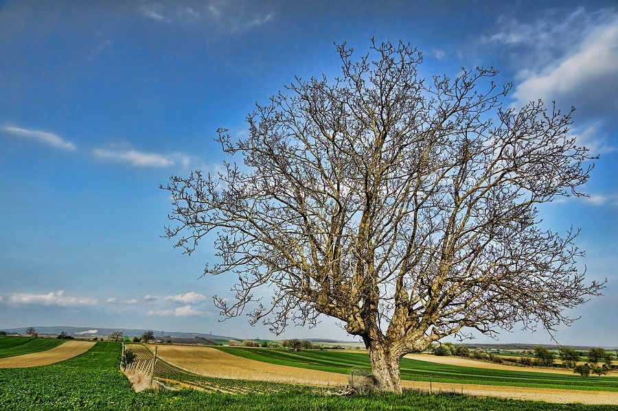 albero di noce