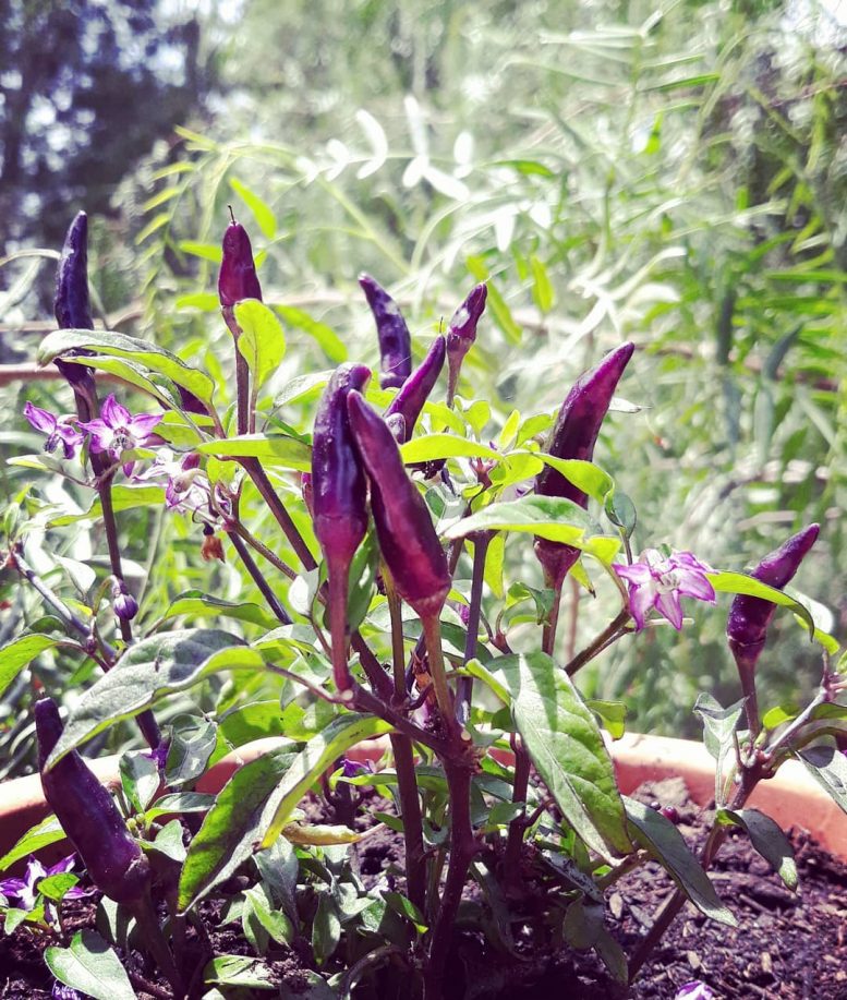 bacche di peperoncino
