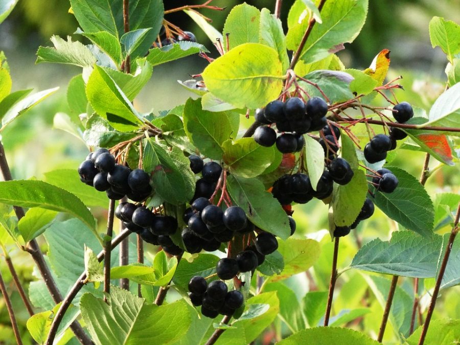 Aronia melanocarpa coltivazione e proprietà