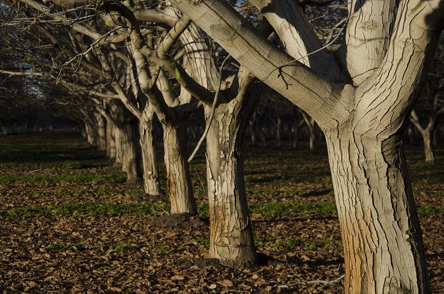 albero di noce