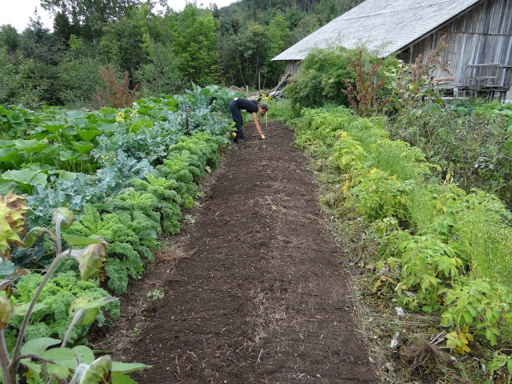 preparare-terreno-orto