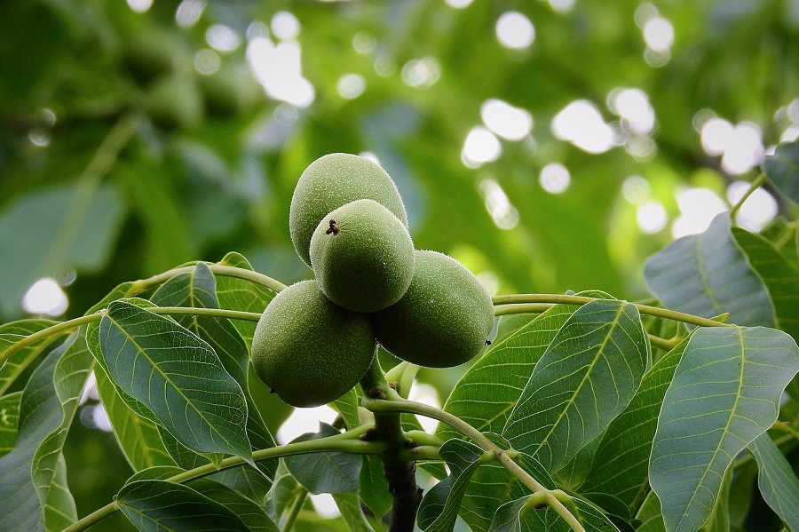 albero di noce