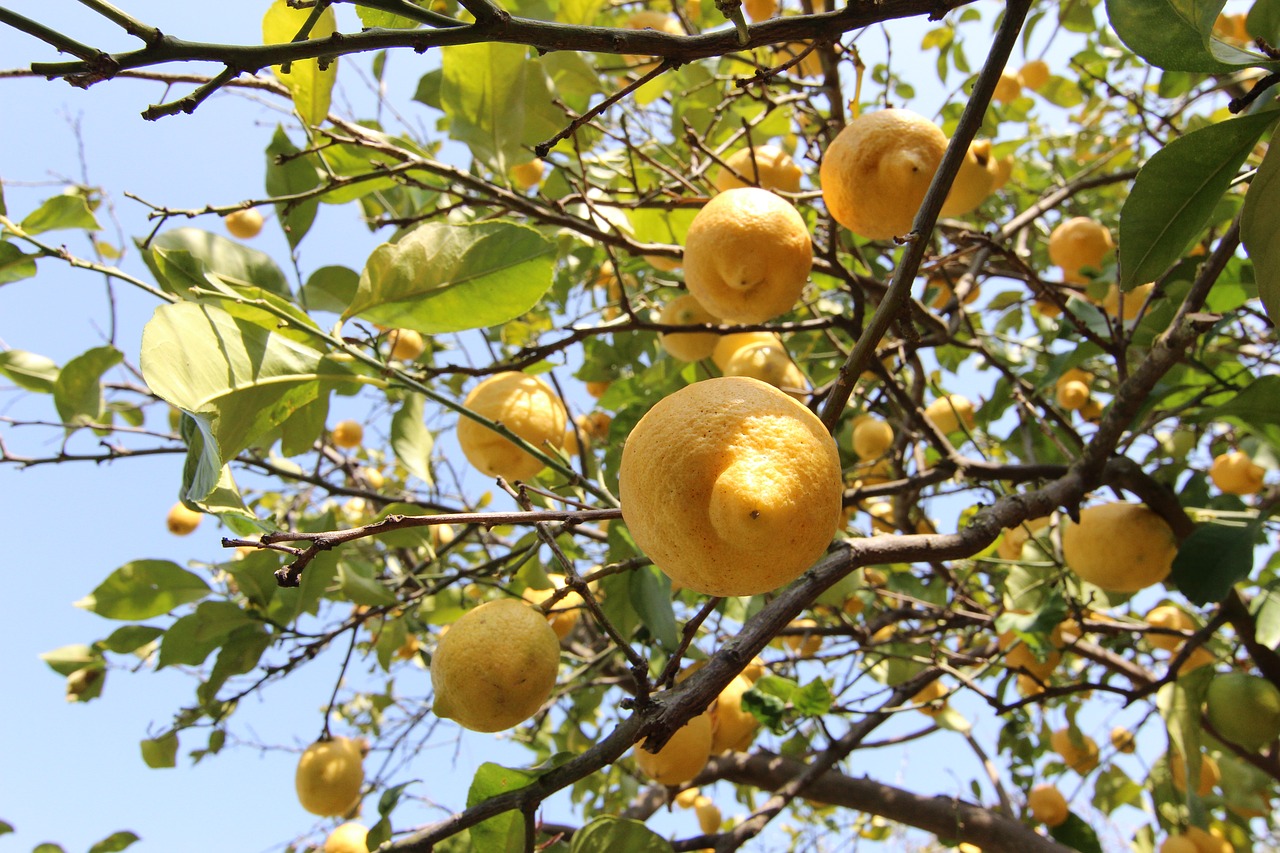 rinvaso del limone 
