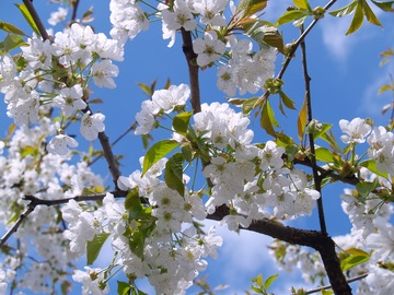 fiori di ciliegio Ferrovia