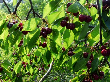 foglie di ciliegio