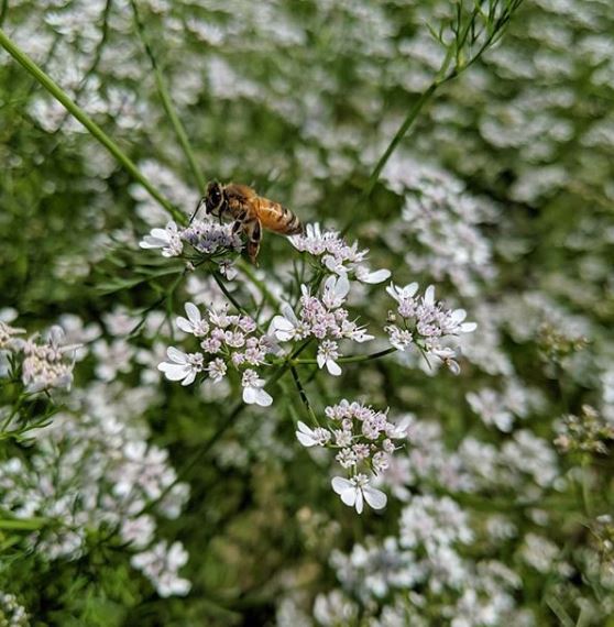 Pinpinella snisum: anice