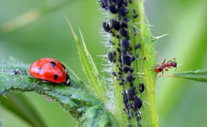 come eliminare gli afidi neri