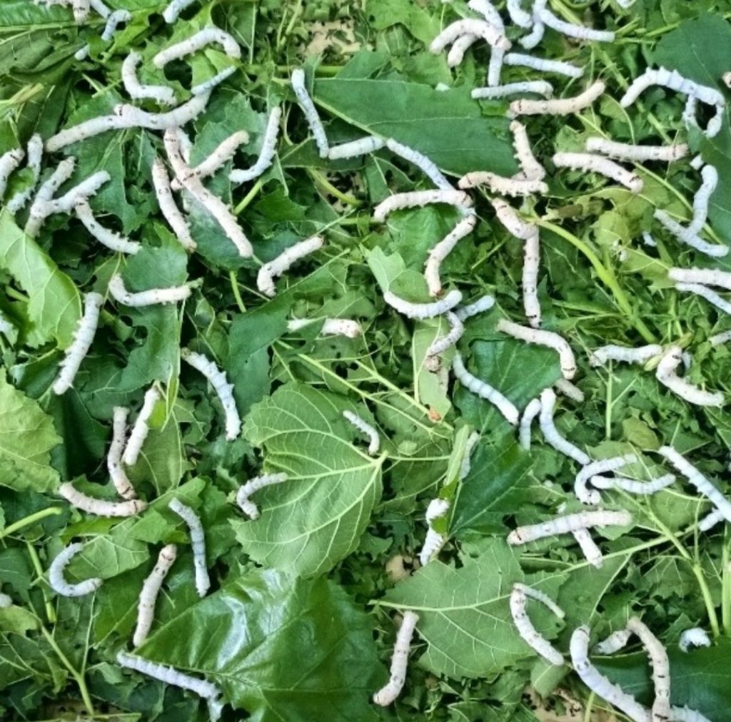 allevamento di bachi