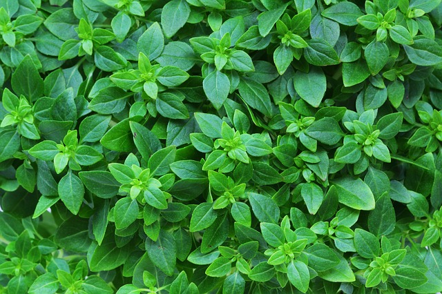 basilico greco