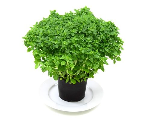basilico greco in vaso