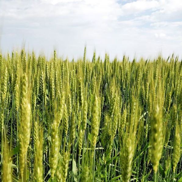 campo di grano coltivato in agricoltura intensiva 
