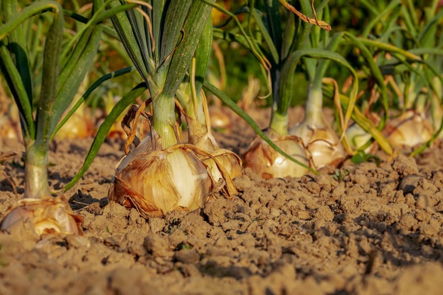 Cosa Coltivare In Montagna Agricoltura In Ambienti Freschi