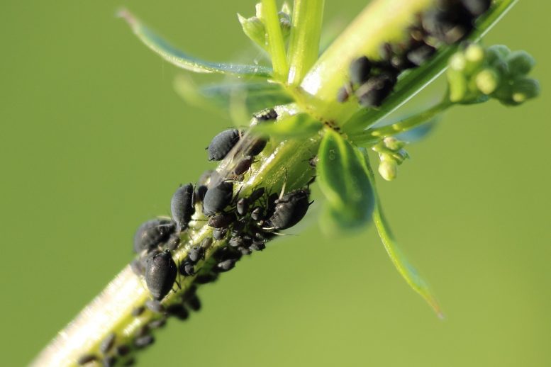 parassiti delle piante afidi neri