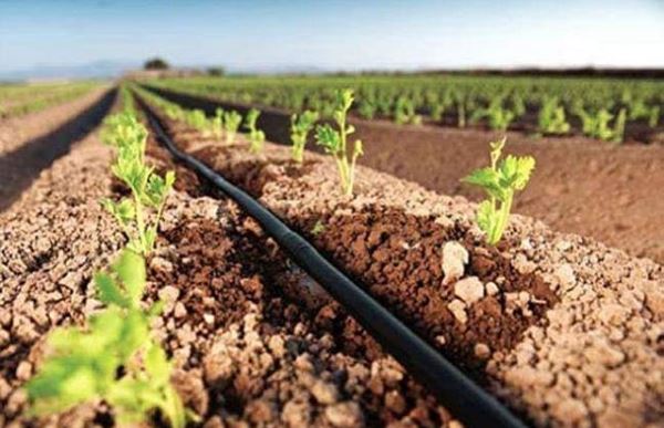  coltivazioni estive e irrigazione