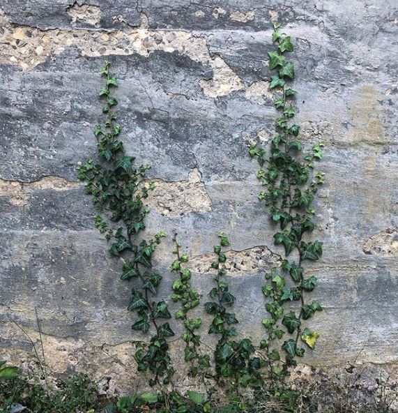 hedera rampicante
