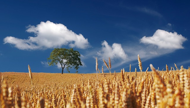 agricoltura estensiva