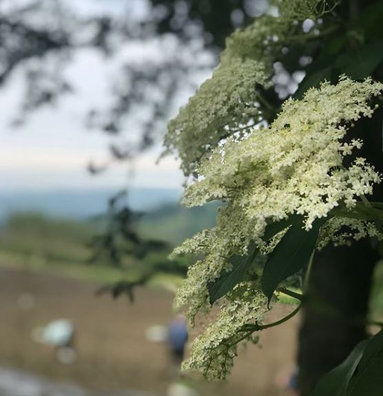 fiore dell'anice