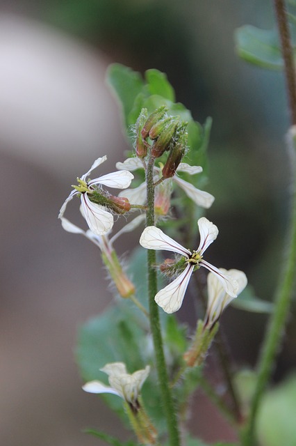 fiore rucola