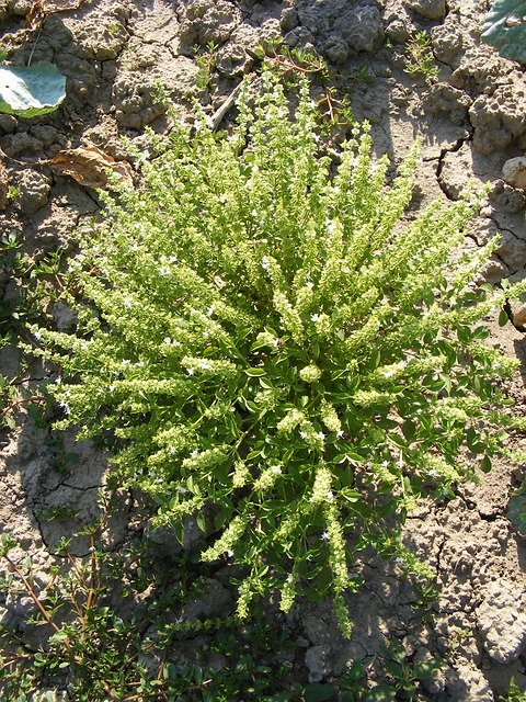 fiori di basilico greco